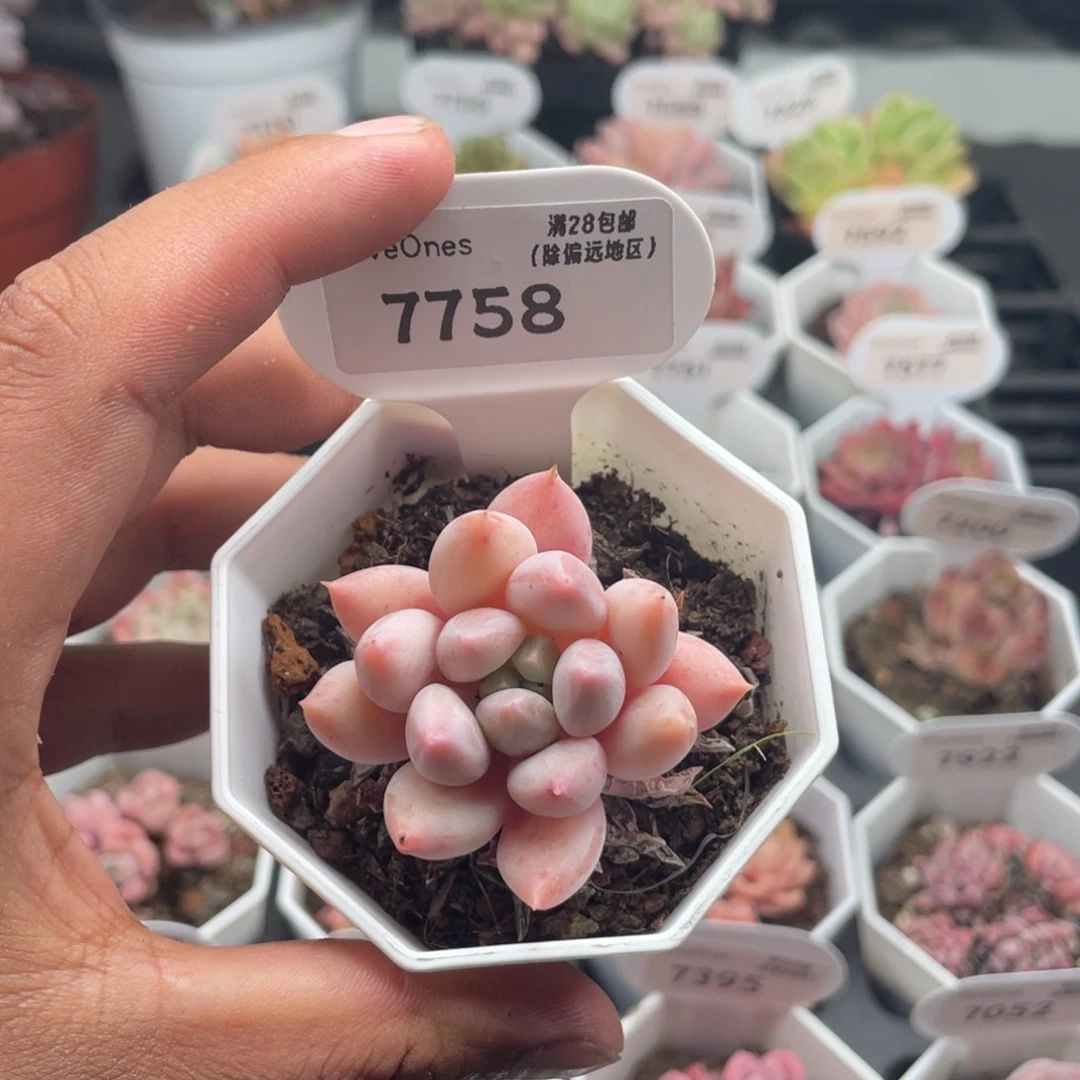 7758所罗门4.0厘米