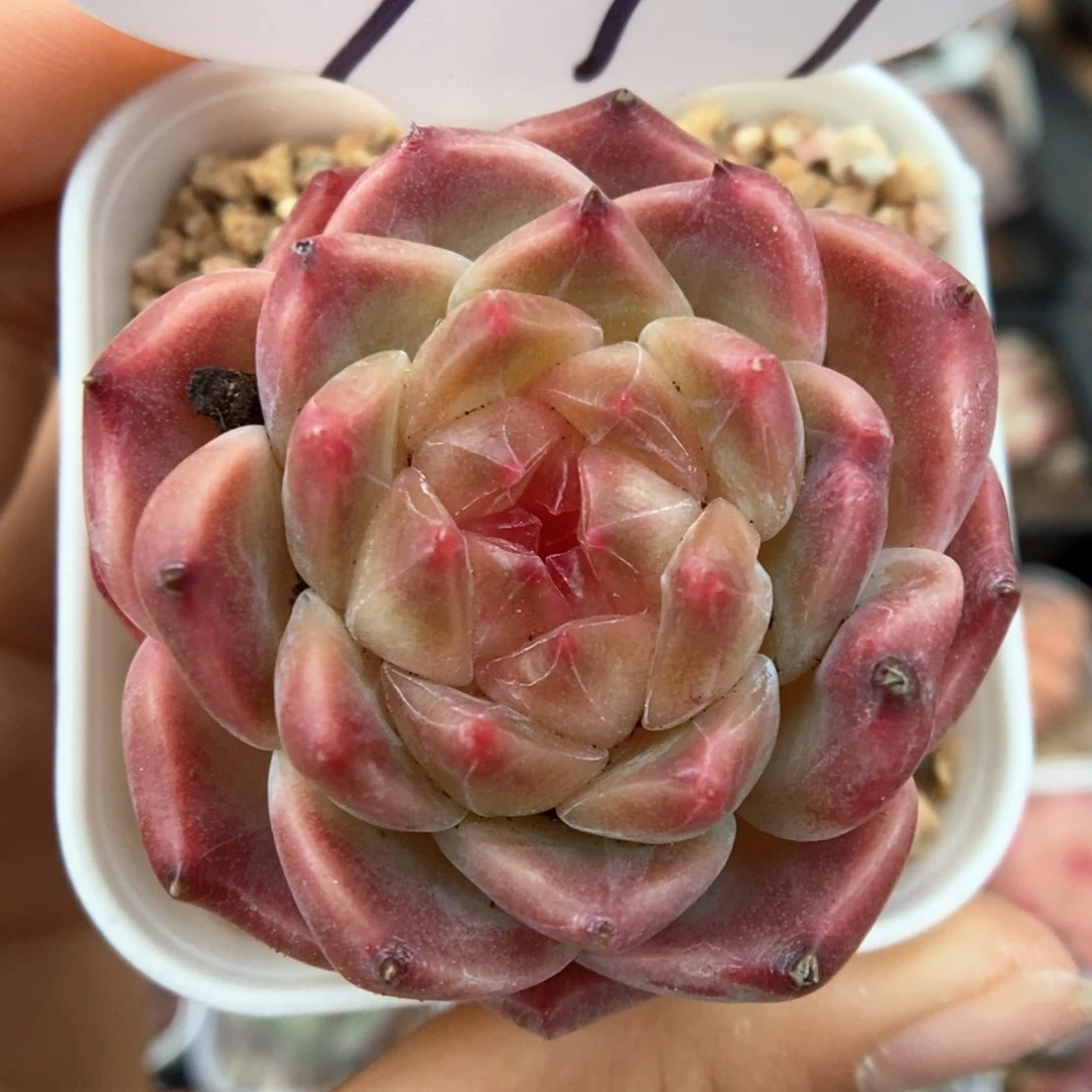 糖心冰魄可拍977号。