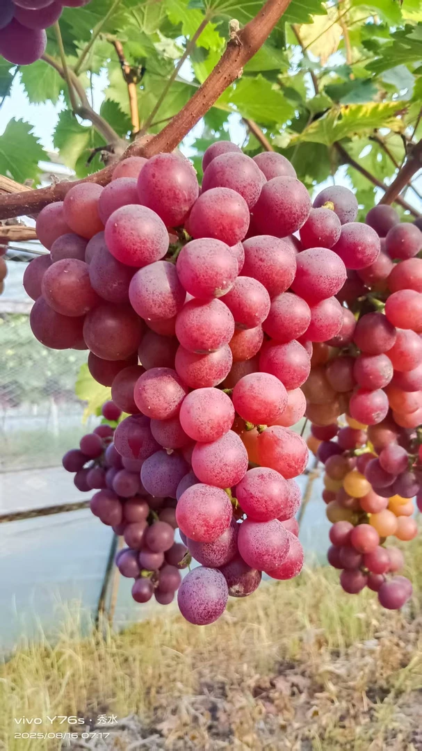 【修水三农明哥】本地新鲜现摘现发优质葡萄