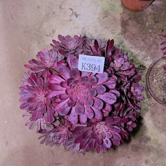 394紫霞仙子多肉植物