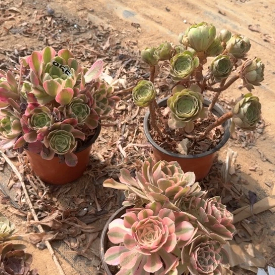 无花朵妖月套餐955号不包断枝