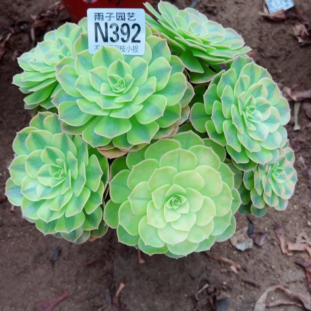 392雨荷尺寸20左右