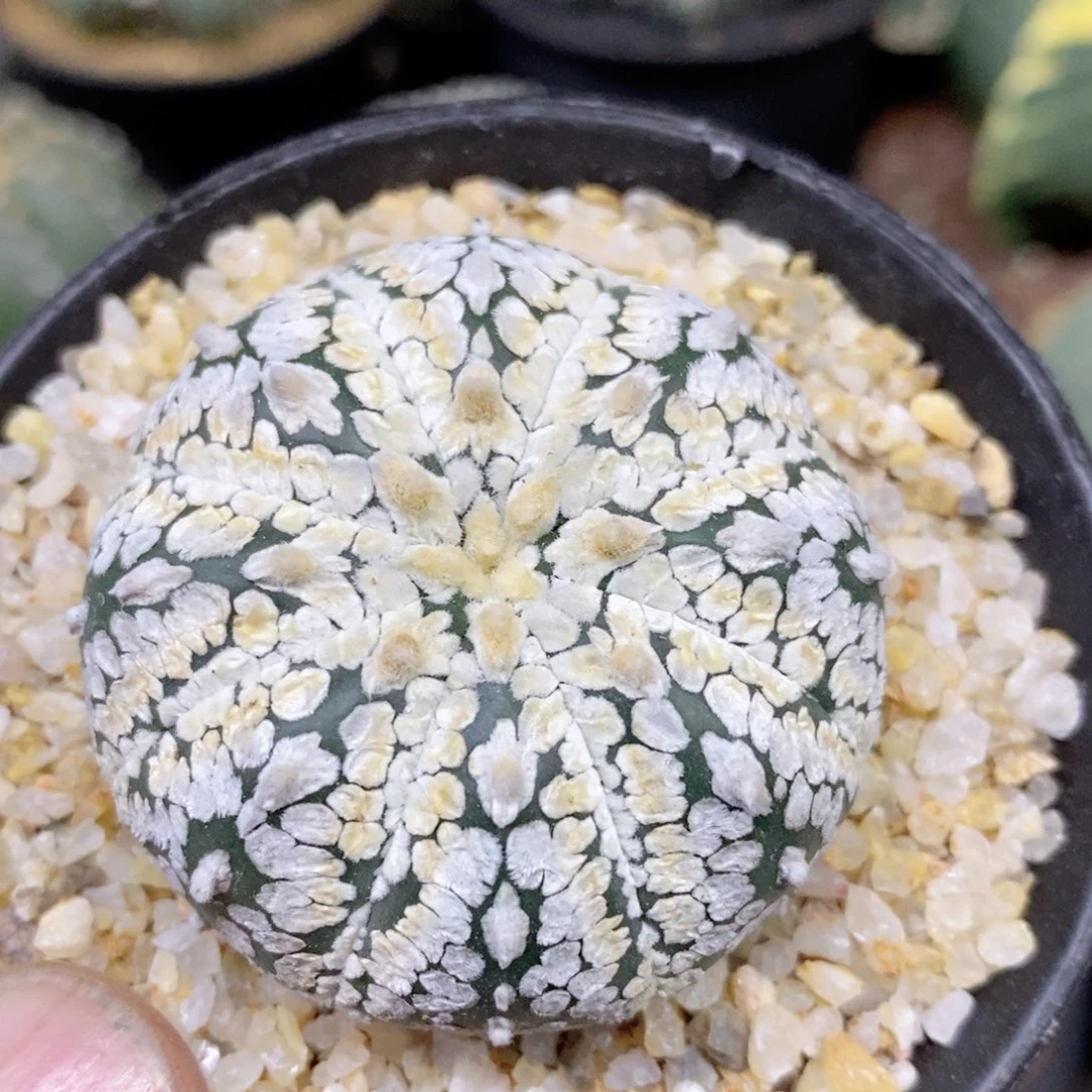 油*籽仙人球的世界里有