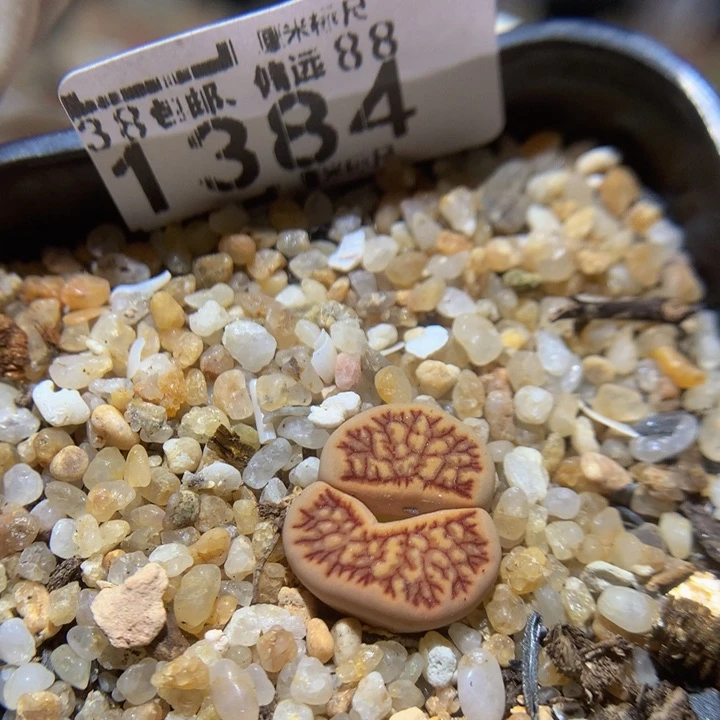 Sss精品生石花1384