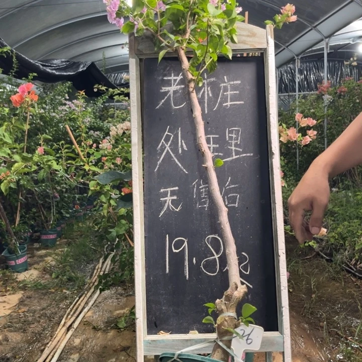 无花朵三角梅三角梅1226