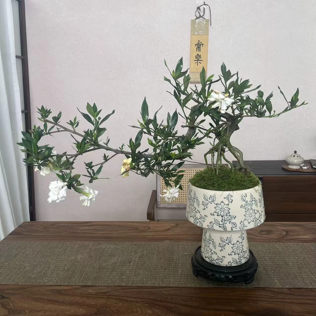 悬崖飘枝栀子花大青花瓷盆室内绿植桌面造型盆景盆栽观花植物