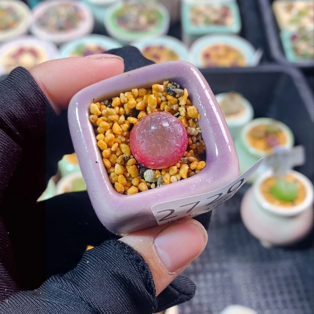 2720-一物一拍带盆