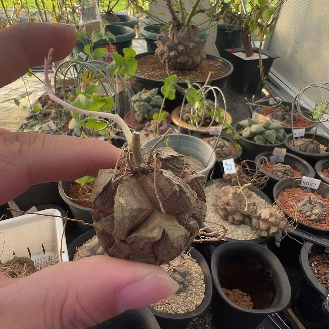 巽***云多肉植物专拍 一物一拍 南非龟甲龙88886655