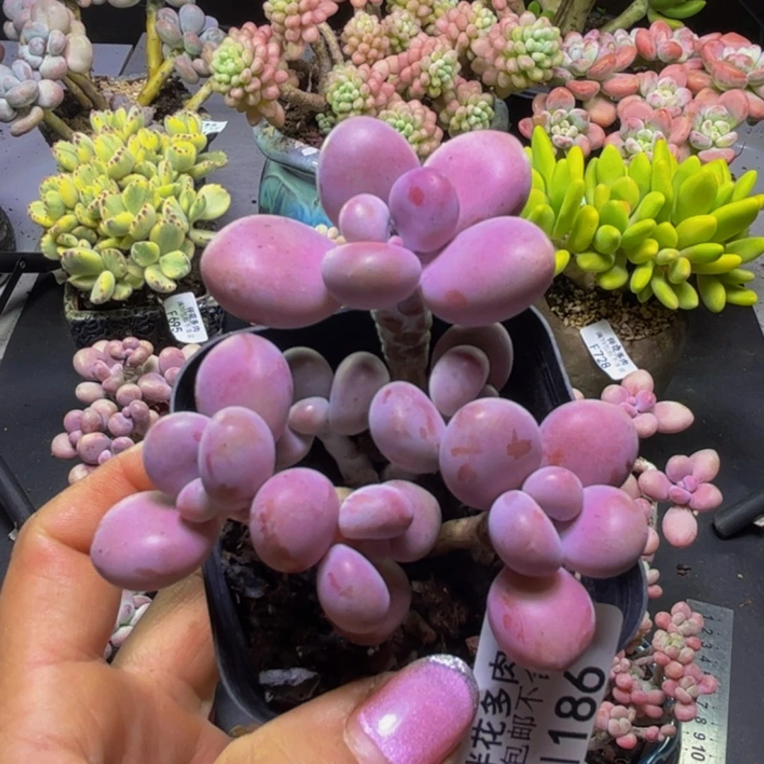 @***婷腰子桃蛋186/7cm多肉