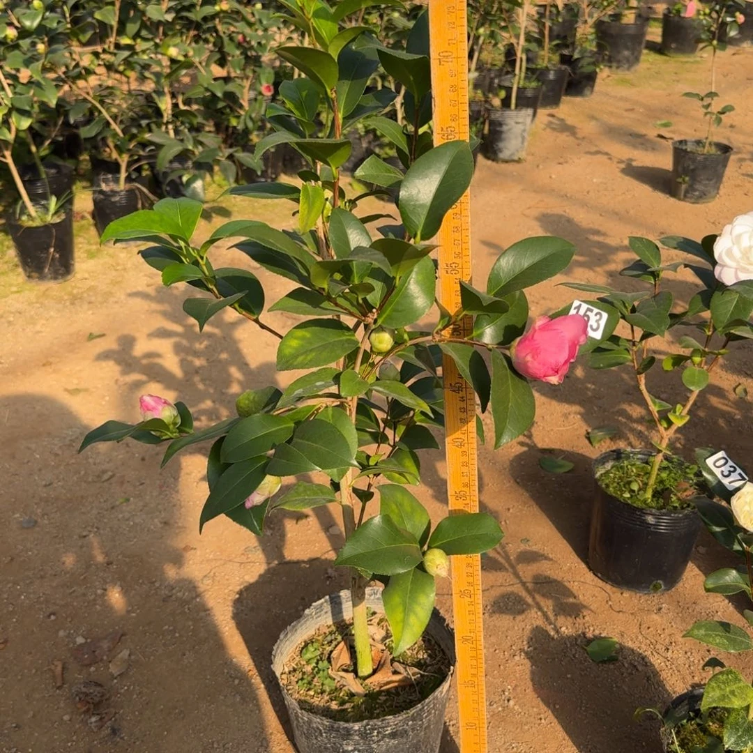 少量花朵（建议范围：2朵-5朵 或40%以下）153希利