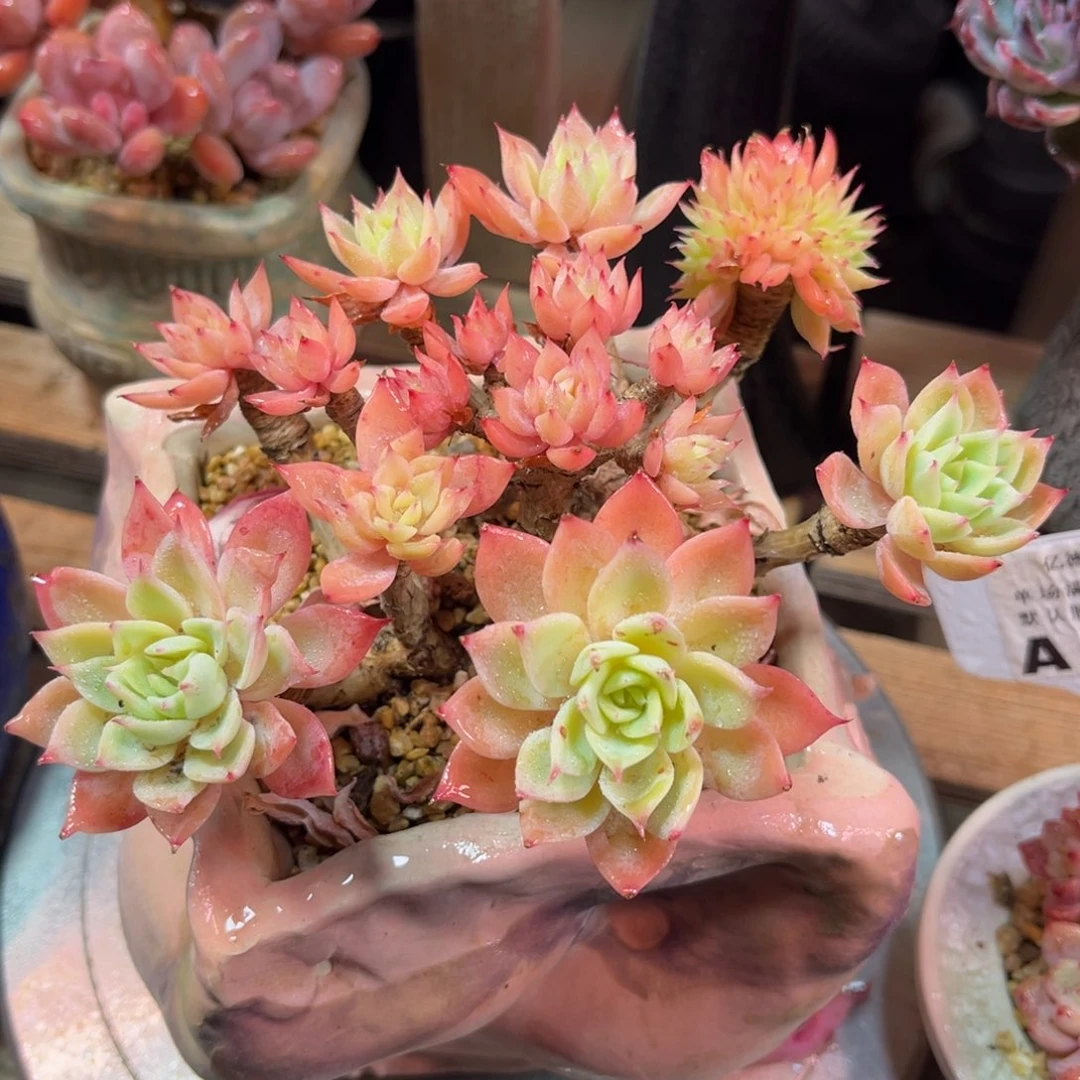 三色堇缀duolvtayayajinnvnv