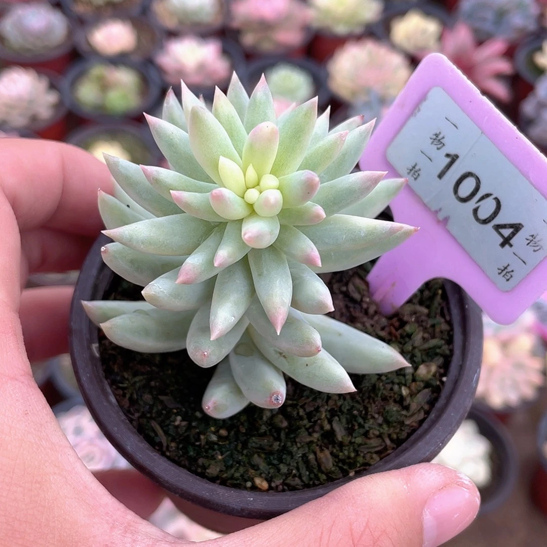 1004树冰锦多肉植物