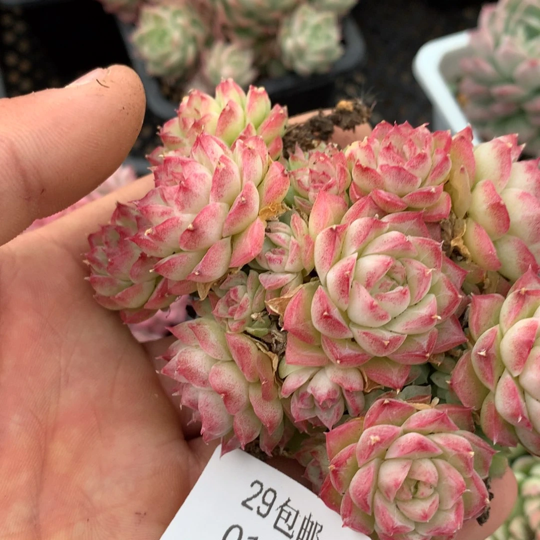 0126-41 麦杆优选