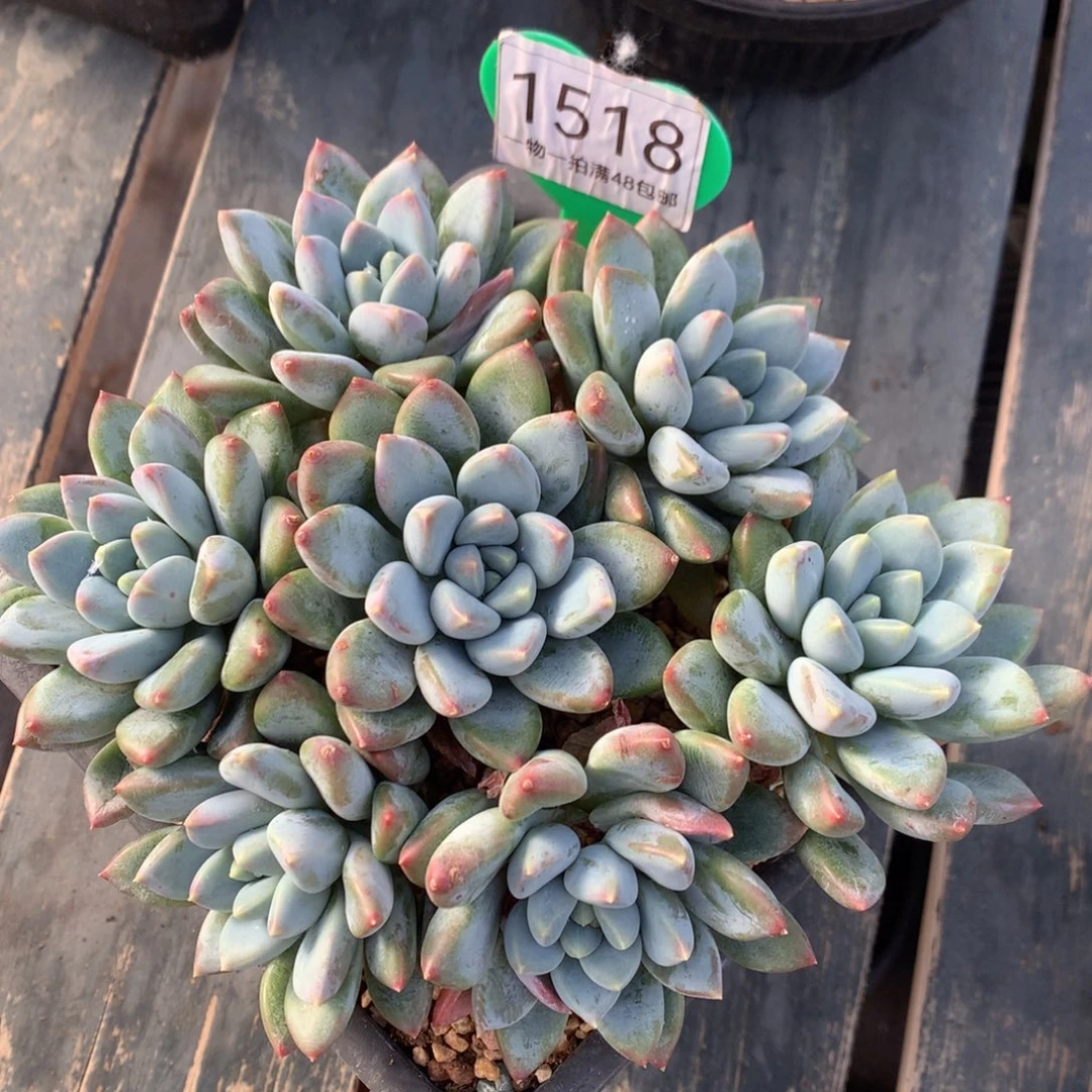 宽叶奶糖一物一拍