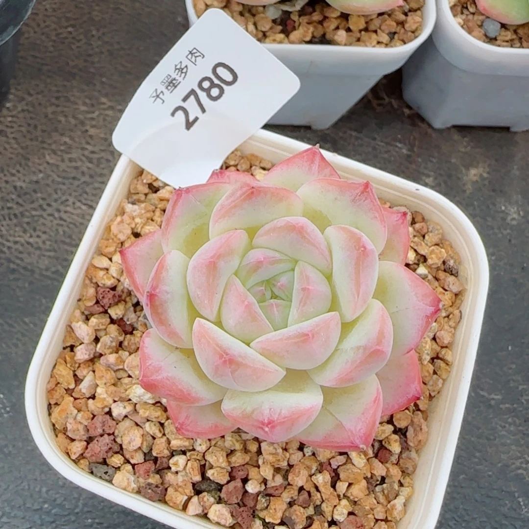 美梦，2380多肉植物