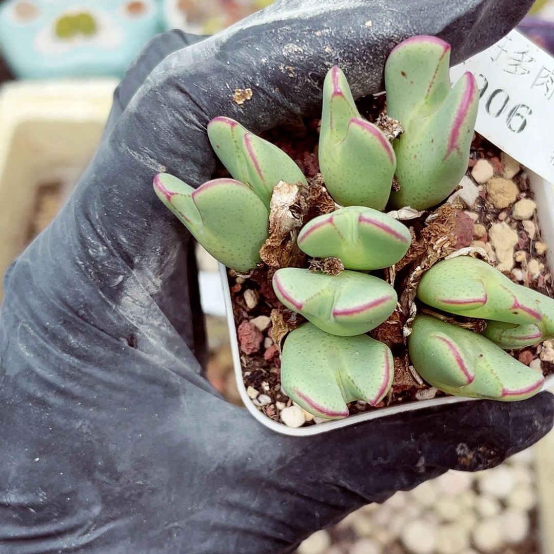 生石花18包邮0906-53