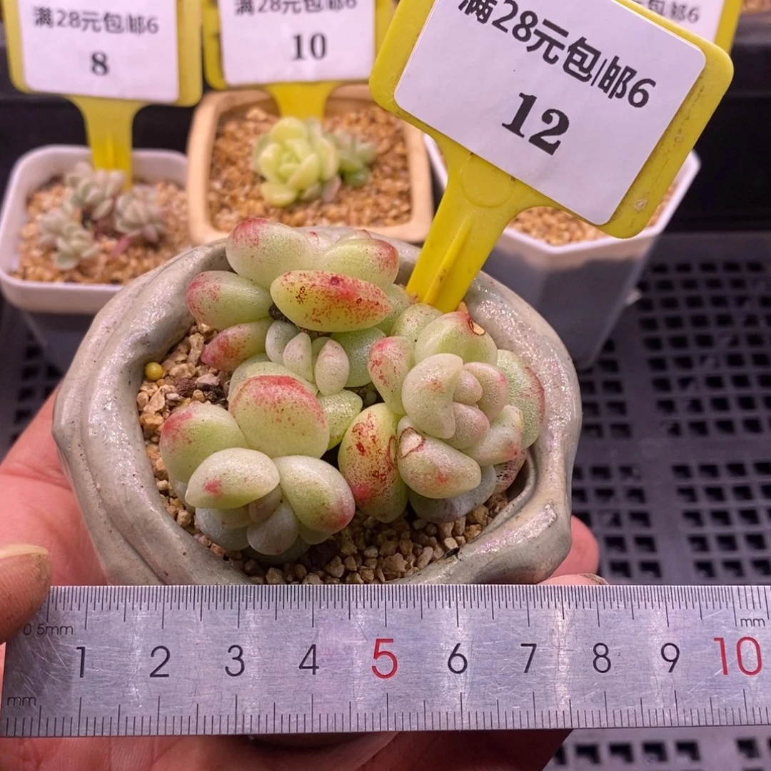 612冰玉石化老桩趴地，精控