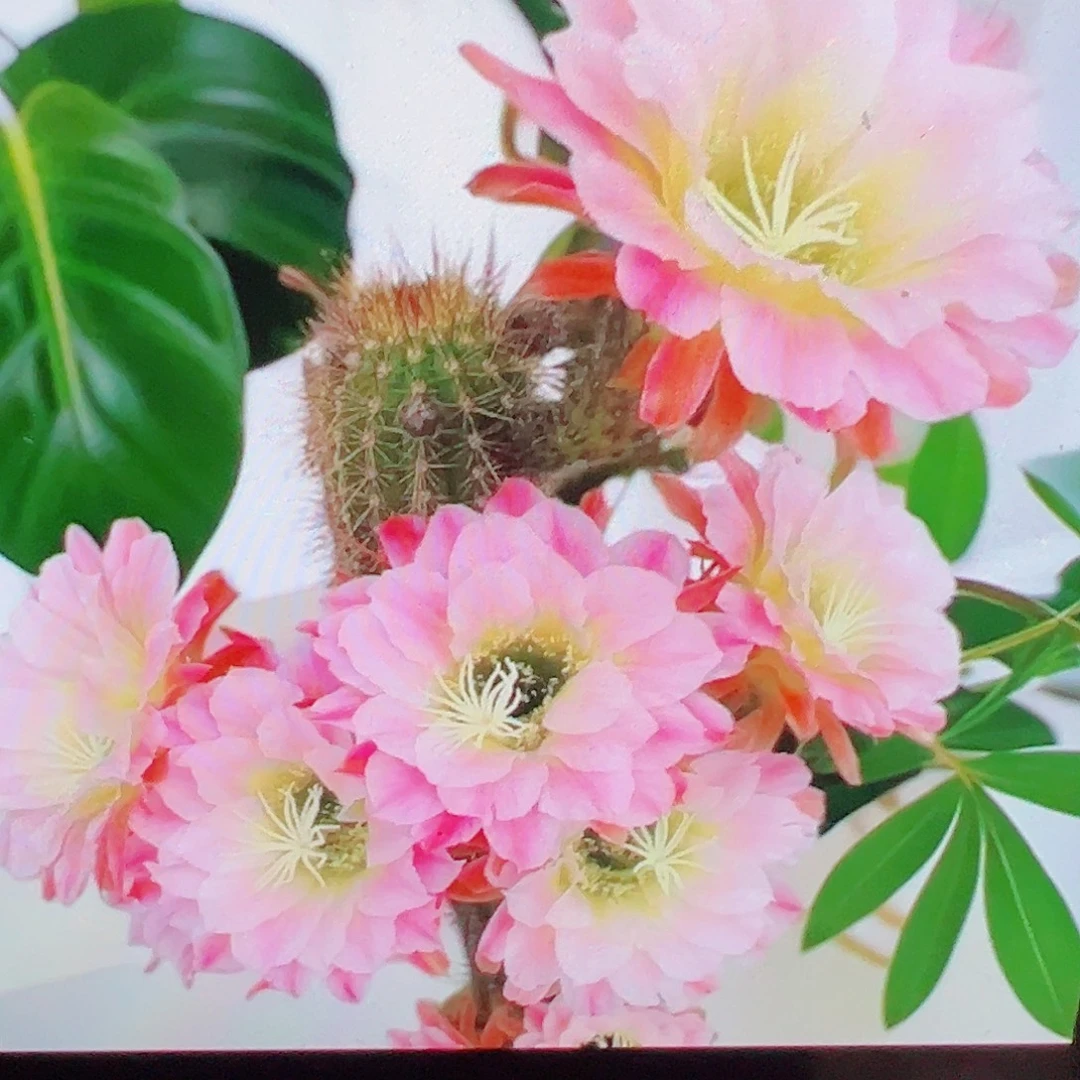 毛花柱曙光 侧芽 满20包邮