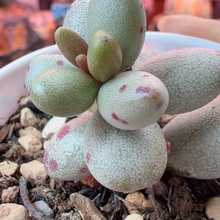 颐*是不可能有这样想法和能力