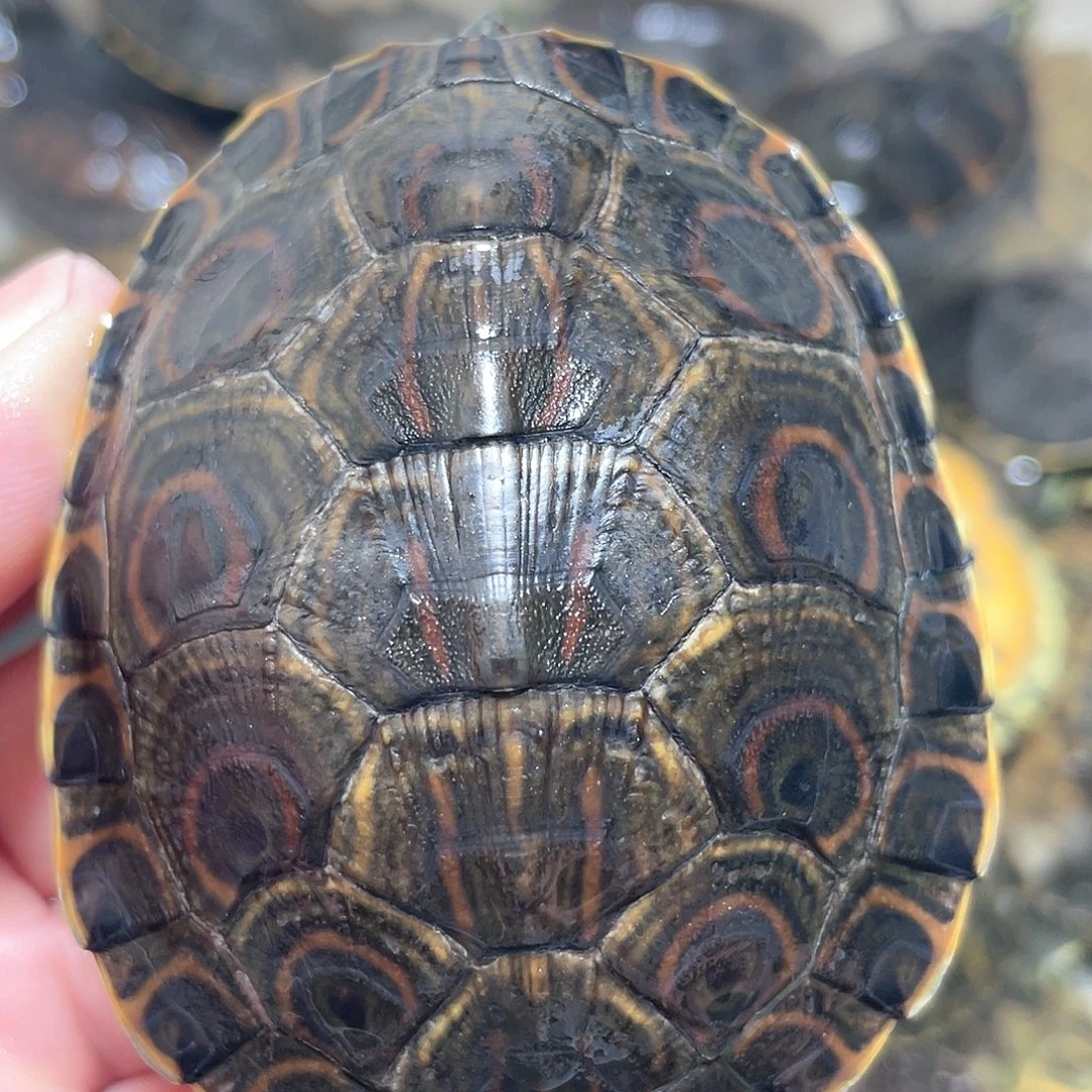 宠物龟不分公母7.4