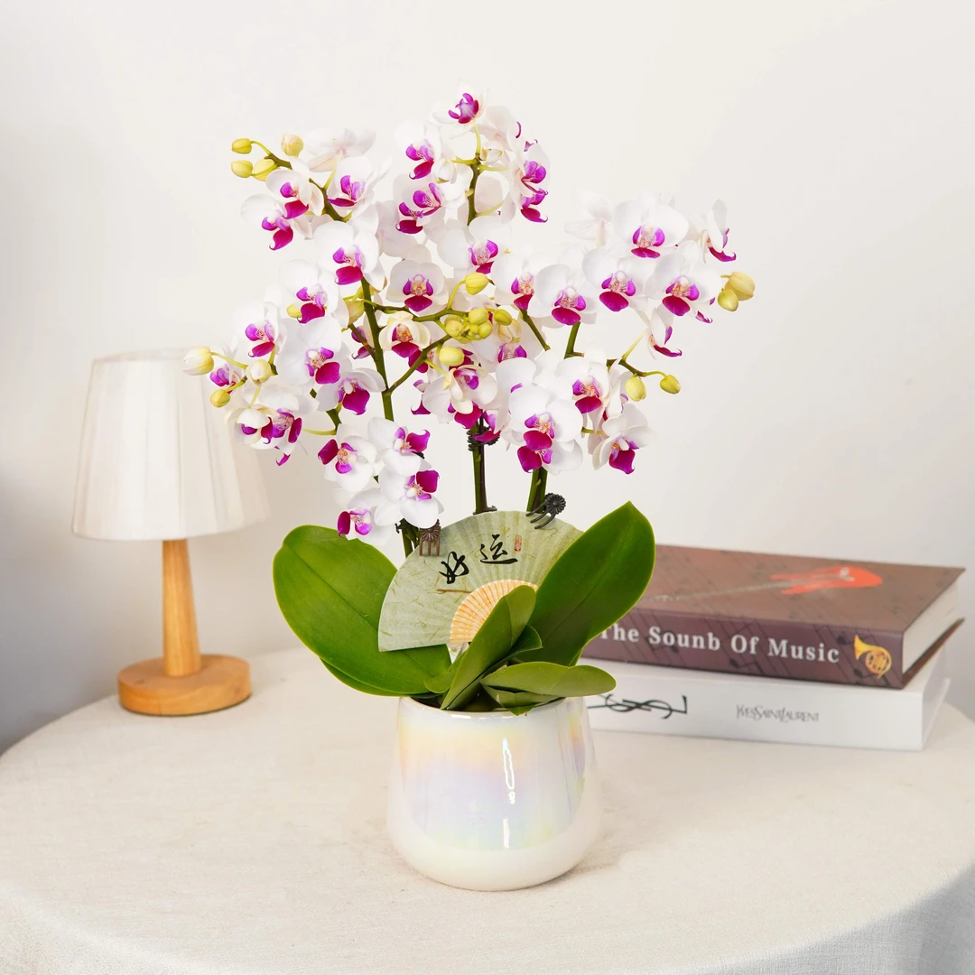 妗画【小红唇】蝴蝶兰 开花株 幸福 花量大 送礼装饰室内鲜花期长
