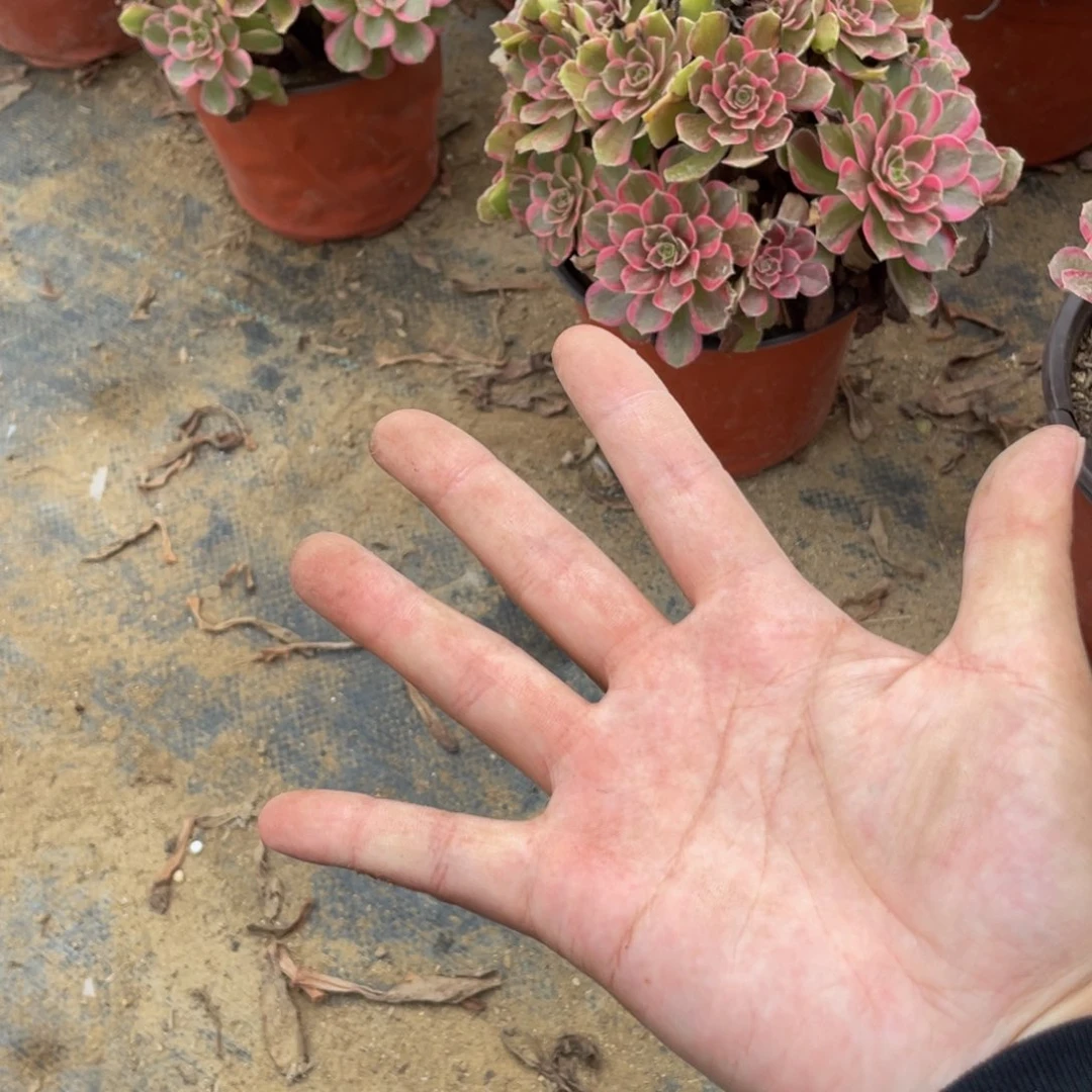 5颗甜茶量法师多肉断枝不包