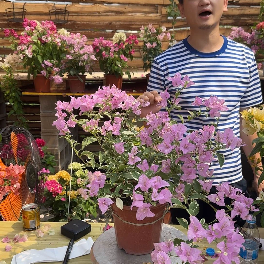 完全开放水仙紫竞拍活动开始