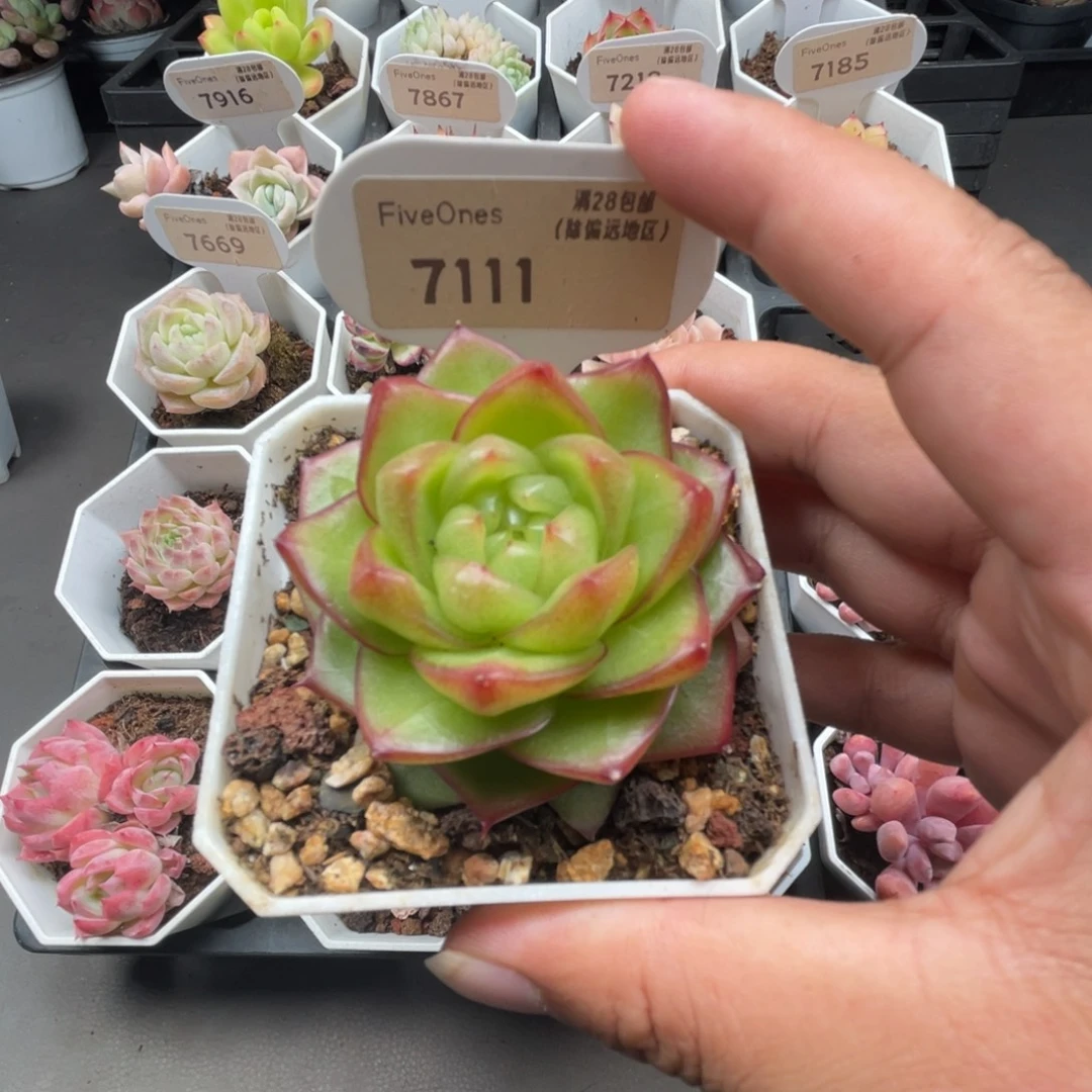7111冰菓珍妮5.0厘米