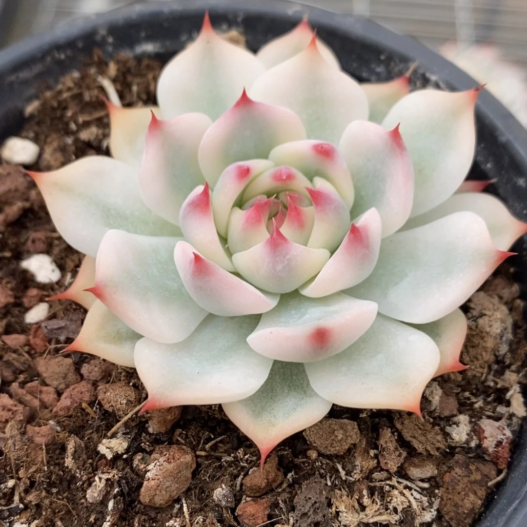 吉娃娃锦多肉植物8595