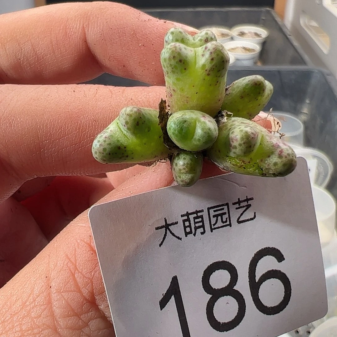 一物一拍。      186