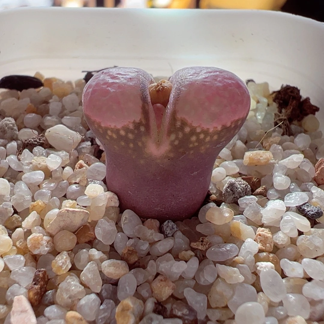 1228-238多肉多日翻窗