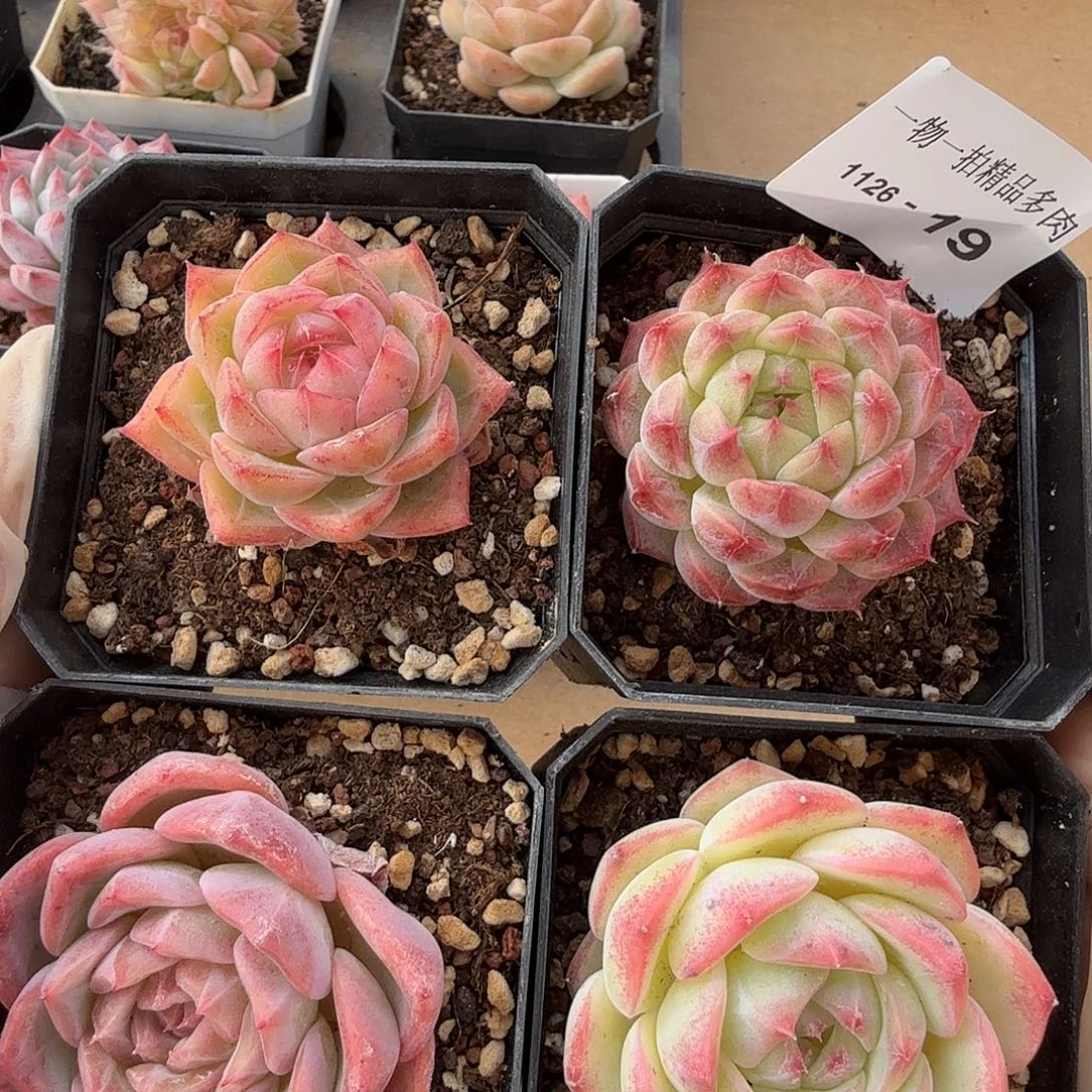 1126-19四颗多肉组合