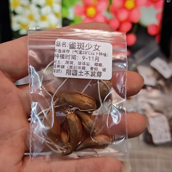 酢浆草早花糖果盒雀斑少女