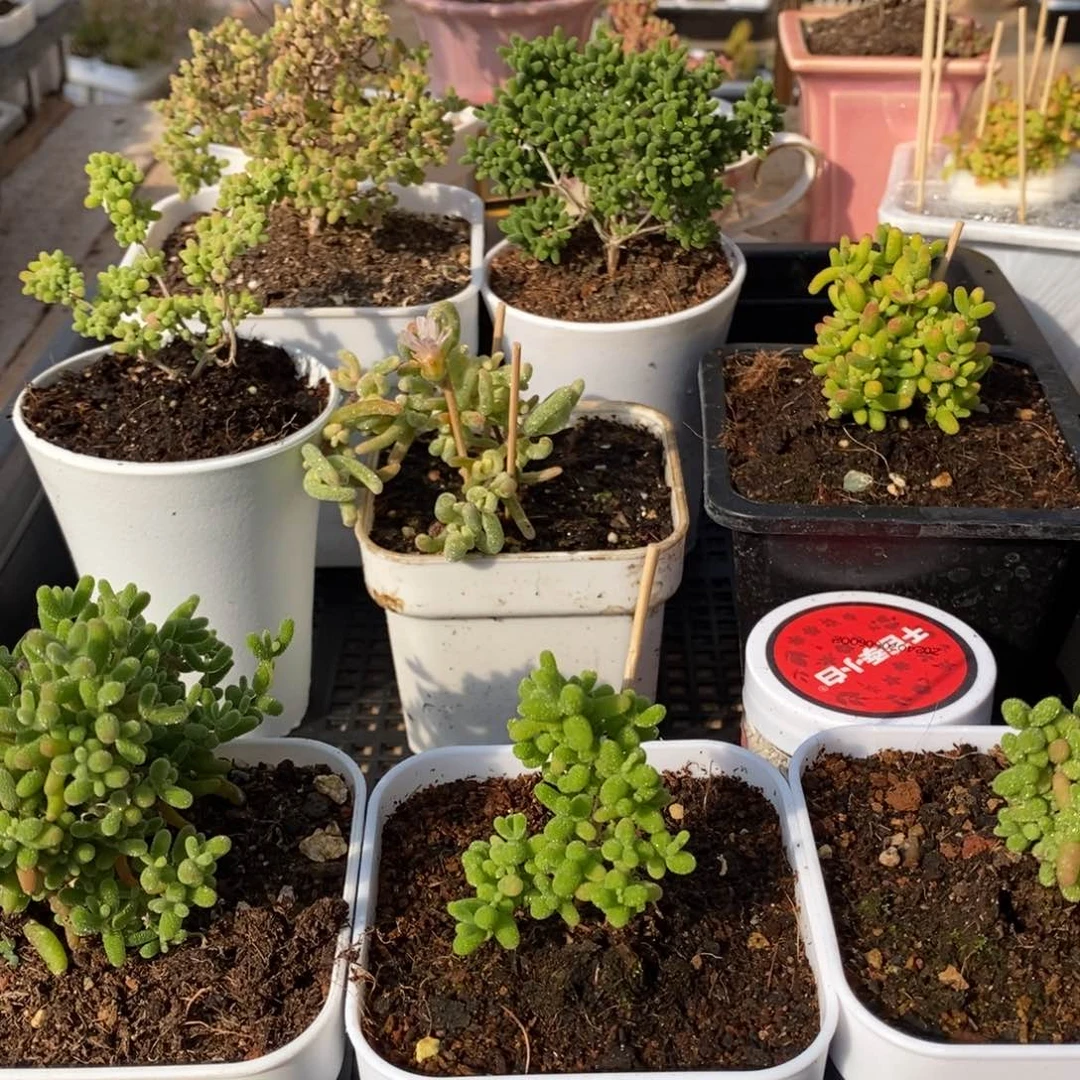 枝干番杏多肉植物287