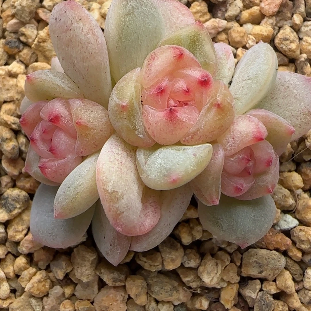 【满29包邮非偏远】467三头不保整