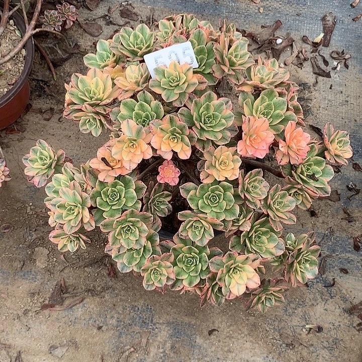 多肉植物甜茶595号