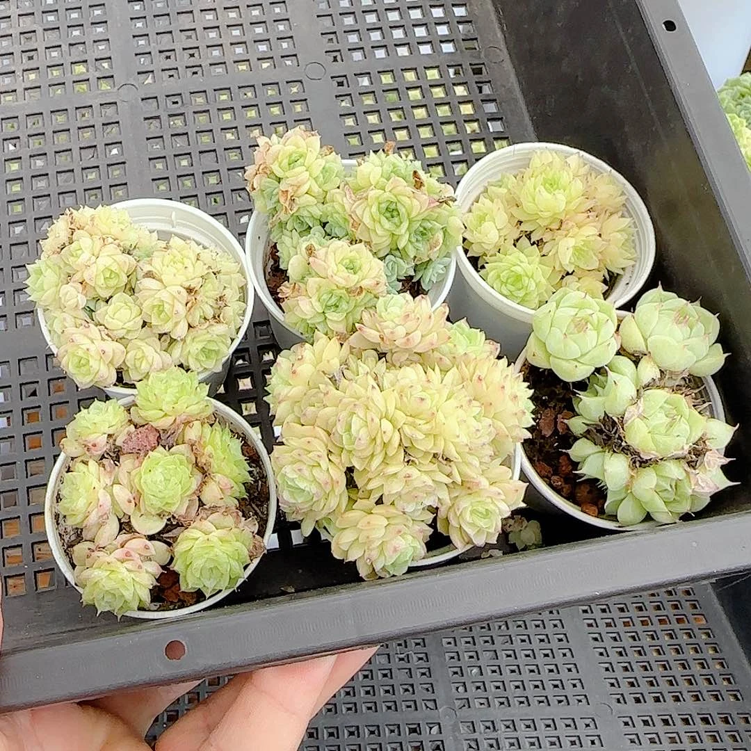 【闪购商品】0724-67组合（不包整）