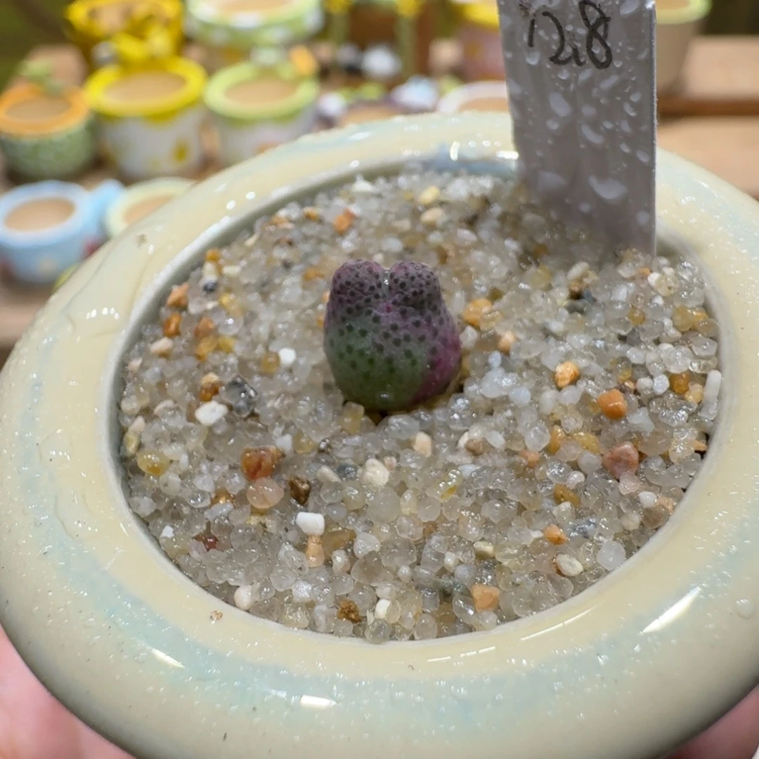 蘑菇1169一颗955d斑马