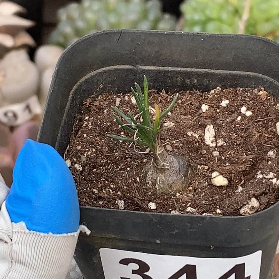 344 迷你海葱 带盆土