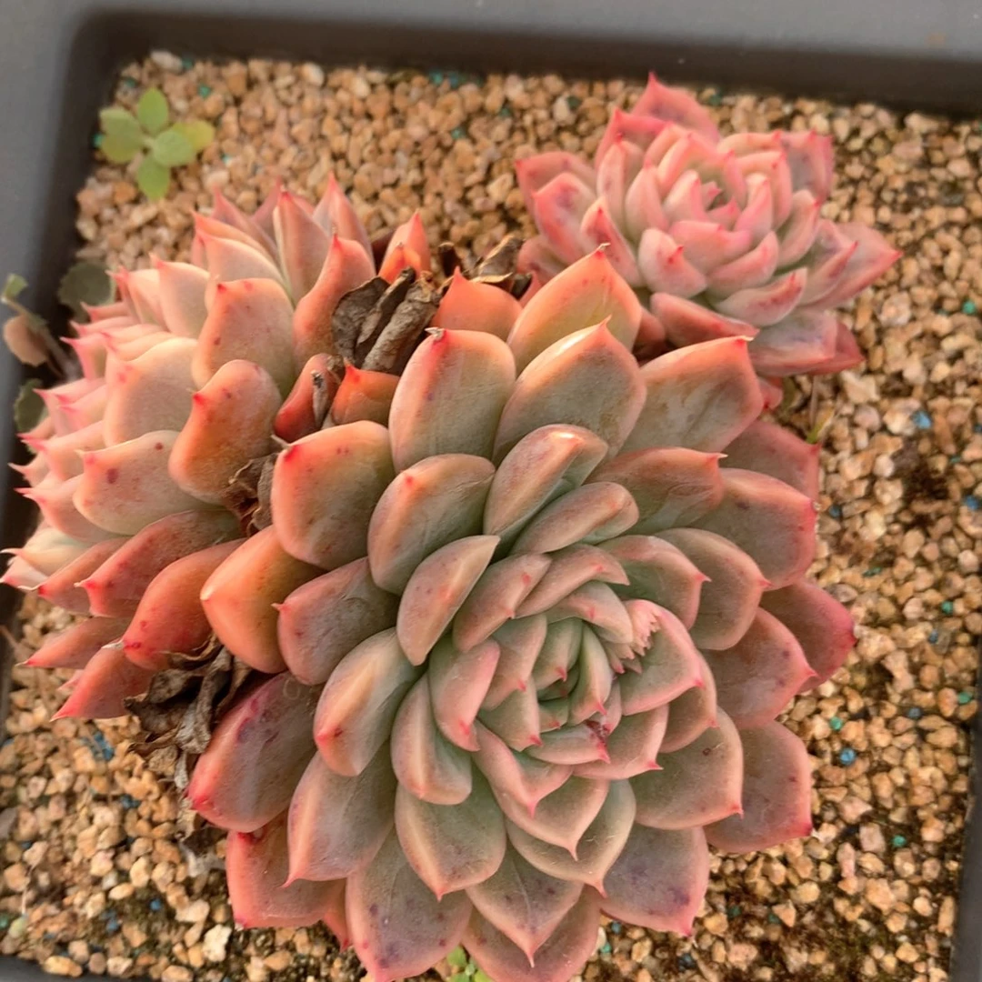 5747瑕疵不售后特价处理