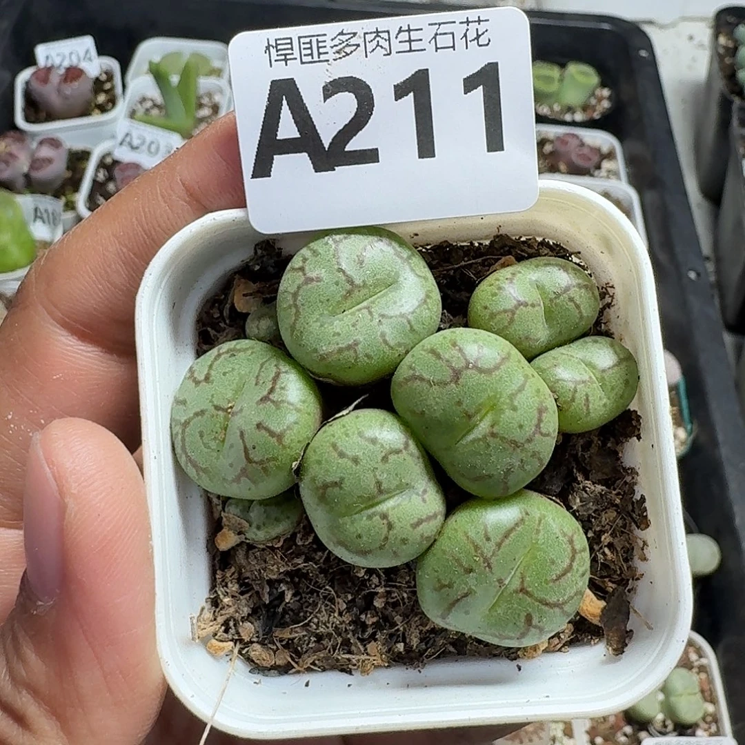 211多肉植物多肉植物