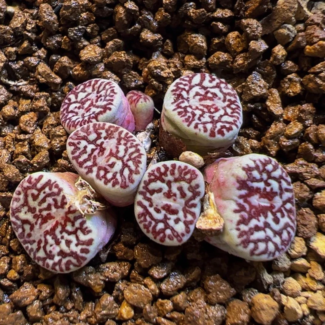 298多肉植物百科知识