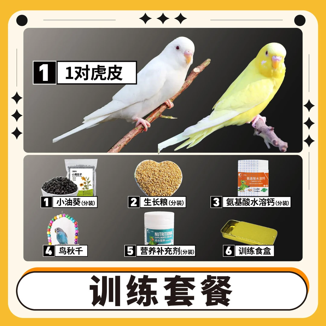 【训练套餐】+1对彩色虎皮鹦鹉