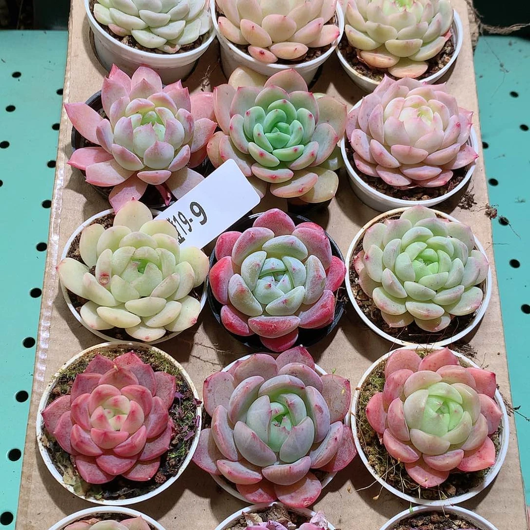 19-9一物一拍带盆18颗。