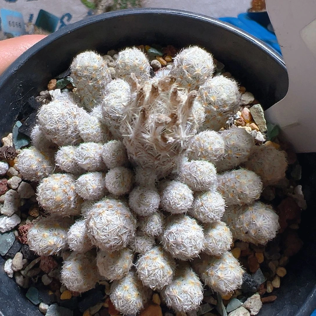 7419孤雁丸实生裸根发