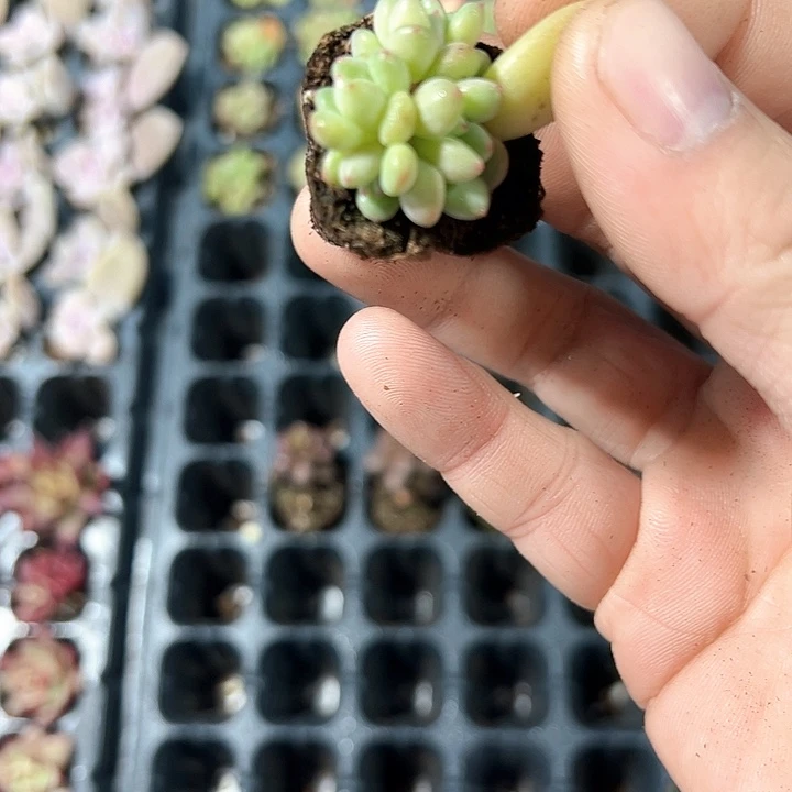 绿豆精灵 满10颗包邮