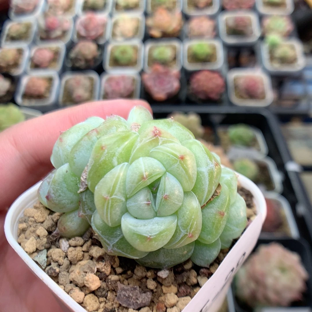 E29灯泡珍妮优选y y y y y