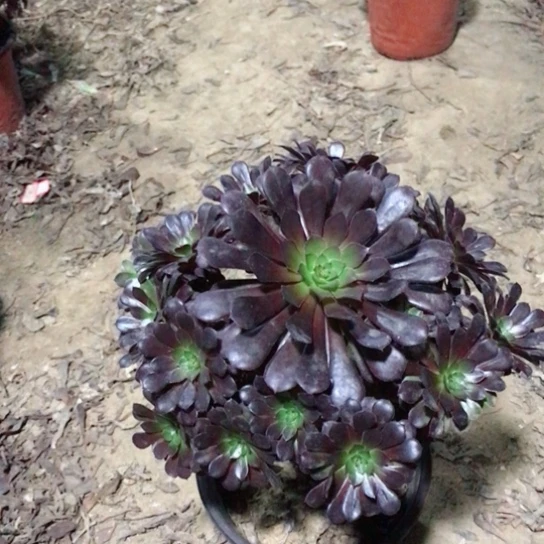 凉***拌黑铜法师多肉植物35