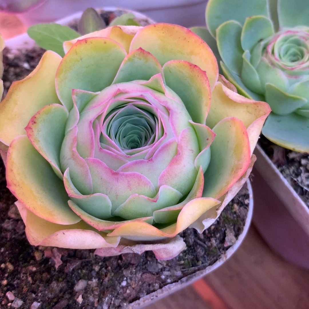 我*尹一物一拍绝色基因088