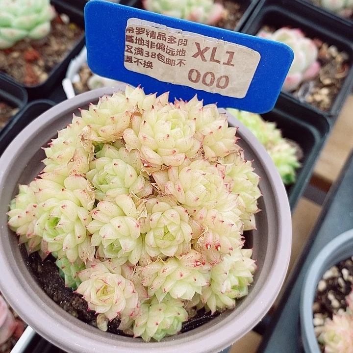 山*.香特7-8cm不包整群